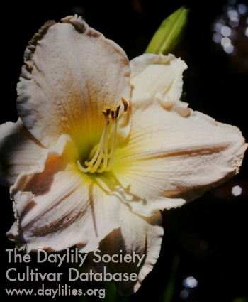 Daylily Dorothy Ann Watters